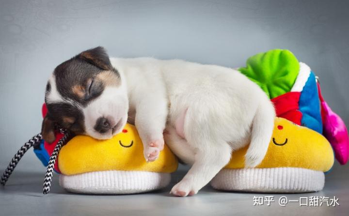 狗狗要睡觉会不会喘气,狗狗要睡床上怎么办