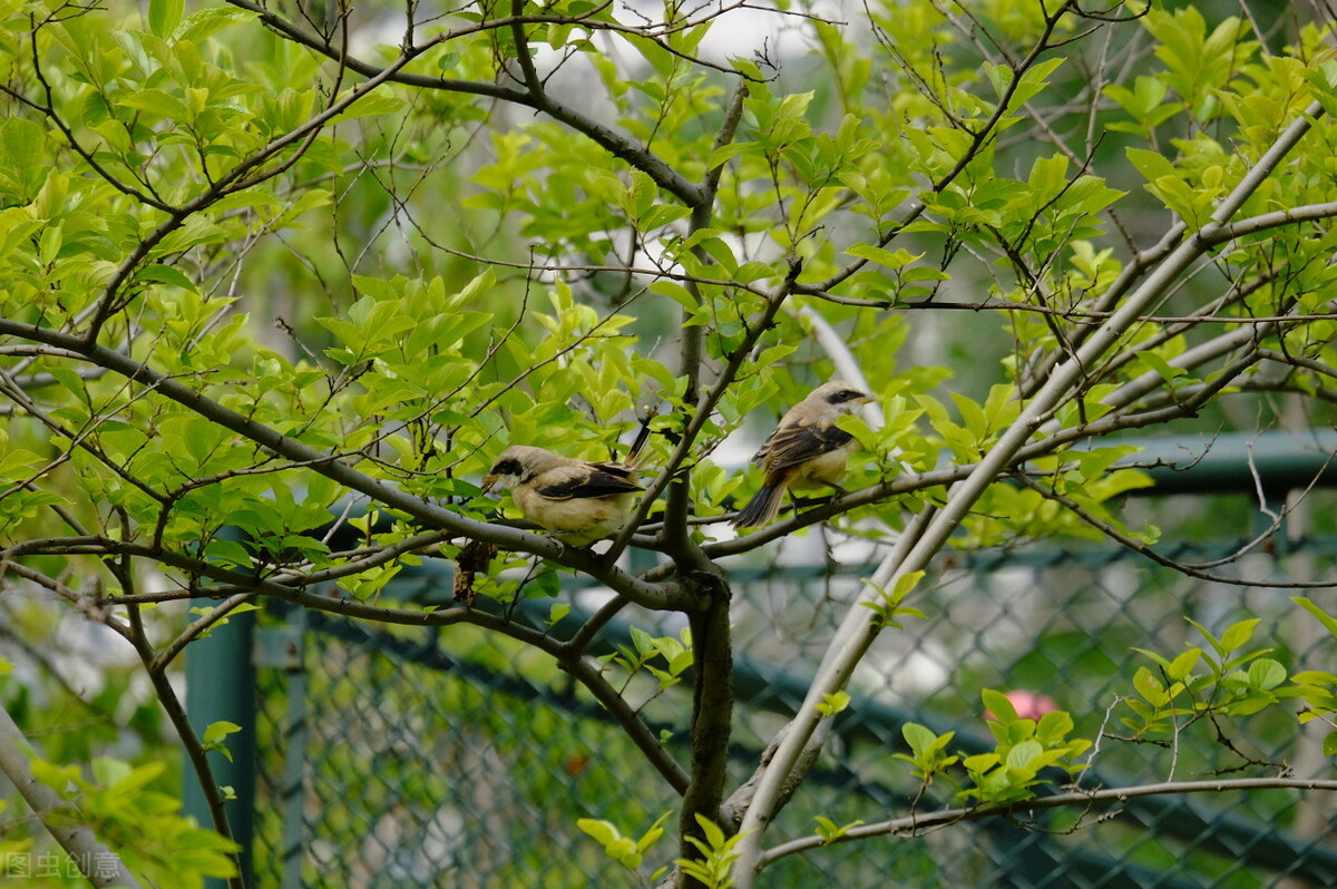 报得三春晖中晖是什么意思,报得三春晖的三春指的是