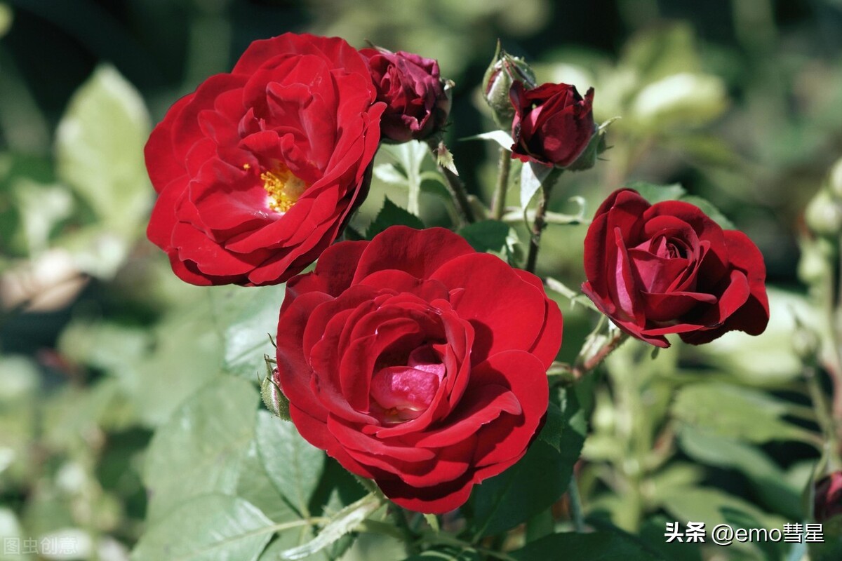 为什么有的女生很容易被大叔喜欢,小女生为什么喜欢大叔型的