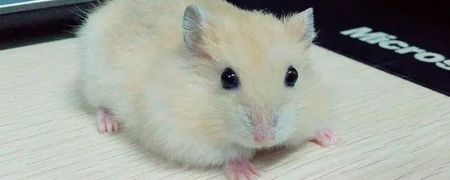 仓鼠饲养禁忌和注意什么,仓鼠饲养注意事项和禁忌