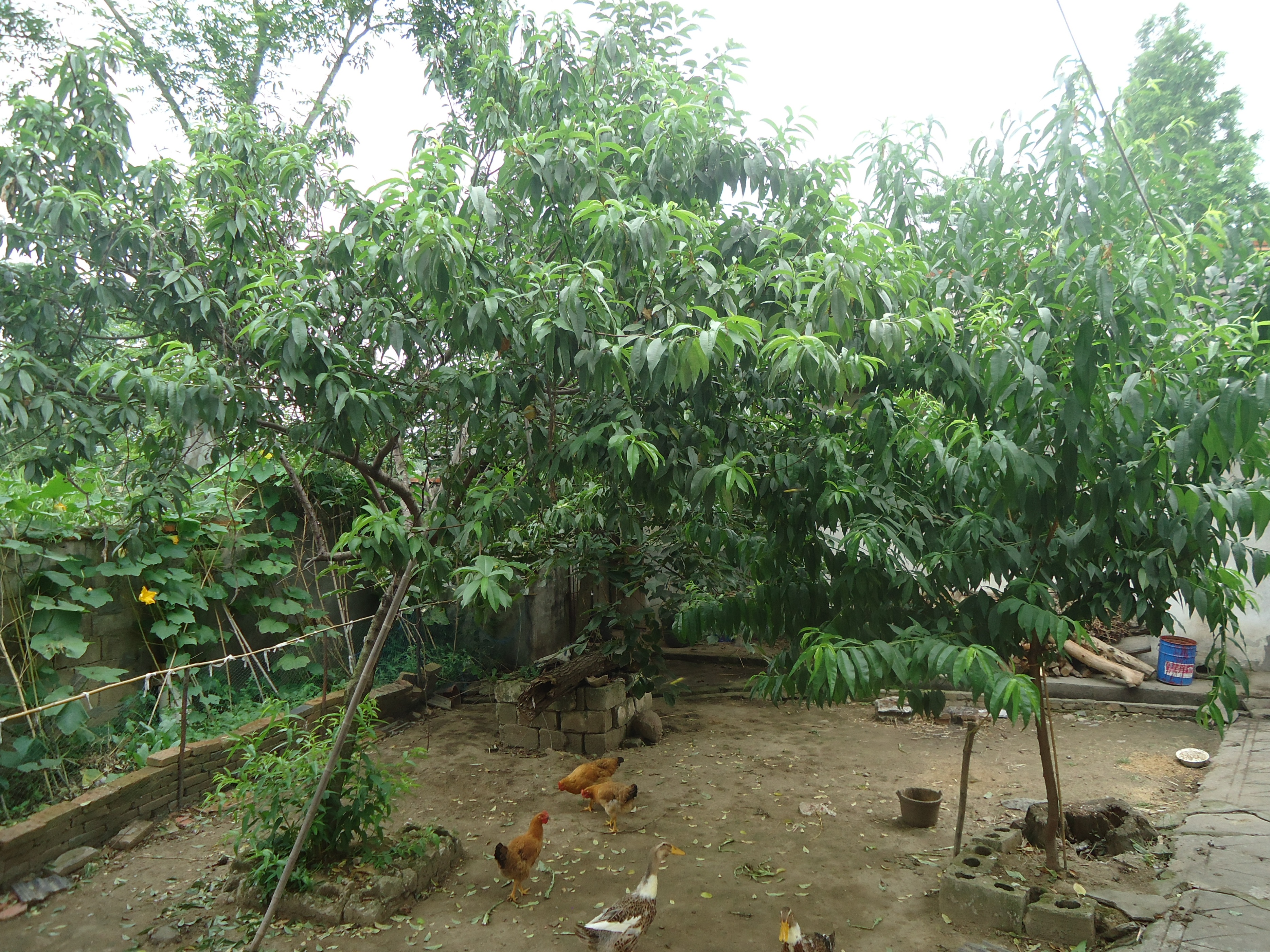 小村老人（11）：差点丢失幼子