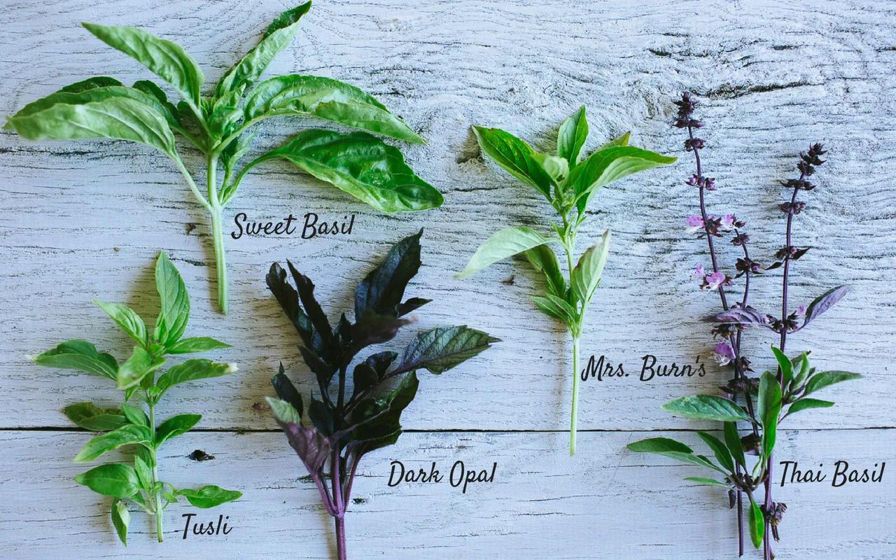 意大利菜真的好吃吗,意大利足球菜不菜