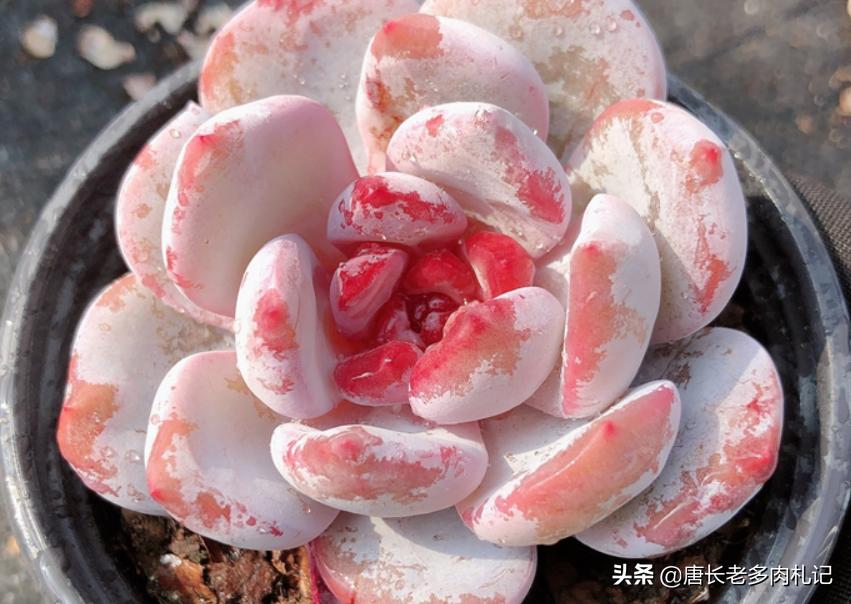 多肉嫦娥，本身是很优秀的品种，但奈何现在以冒充橙梦露为生