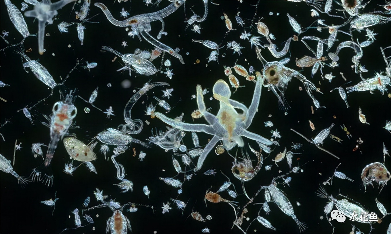水体中的浮游动物,浮游植物与水华的关系