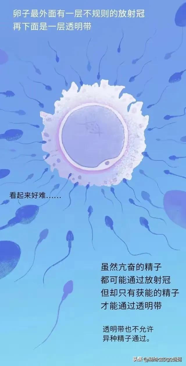 精子进入女生体内的24小时，都发生了些什么？励志漫画