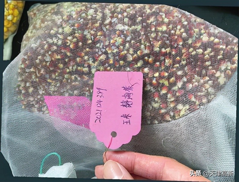 天津开展“原种”保卫战已搜集整理656份种质资源