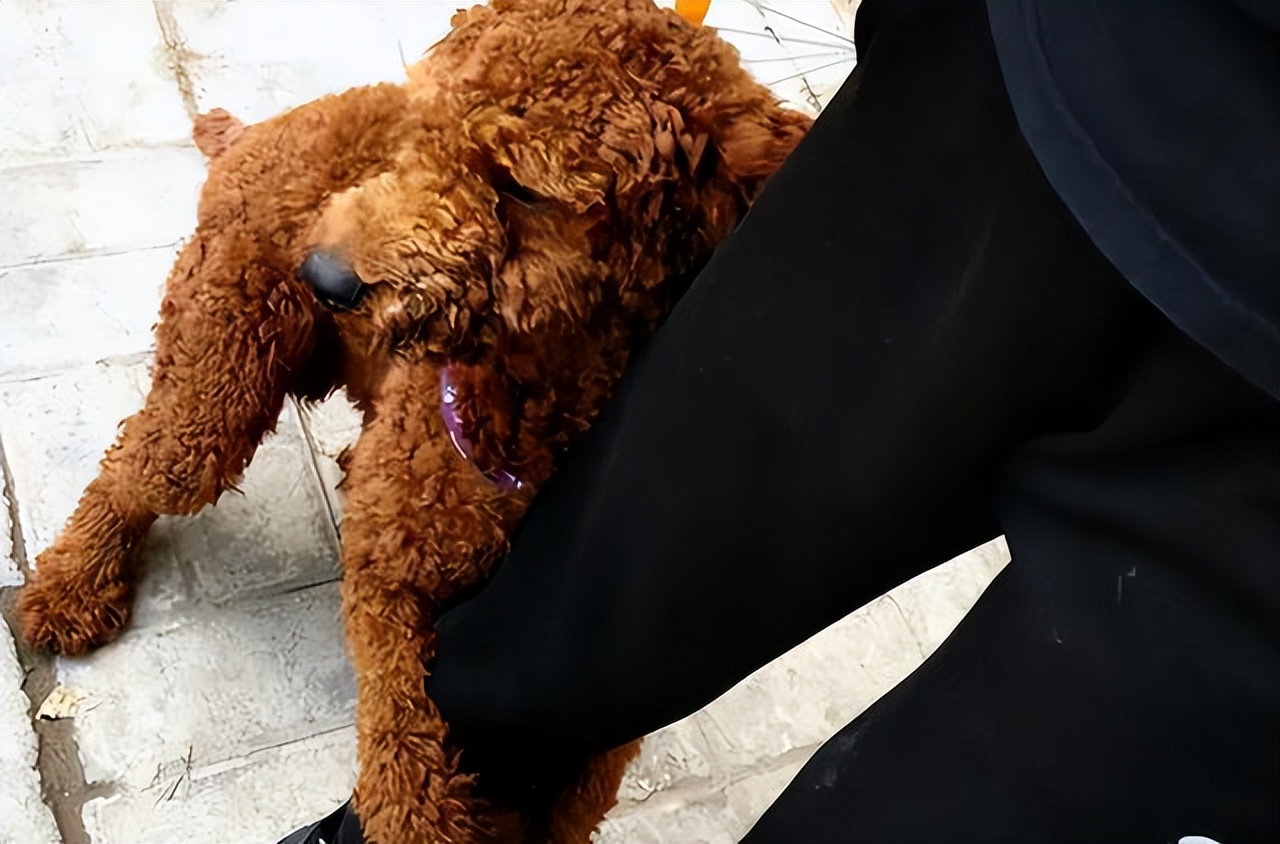 比熊和泰迪哪只最好,比熊vs泰迪哪个最适合学生养