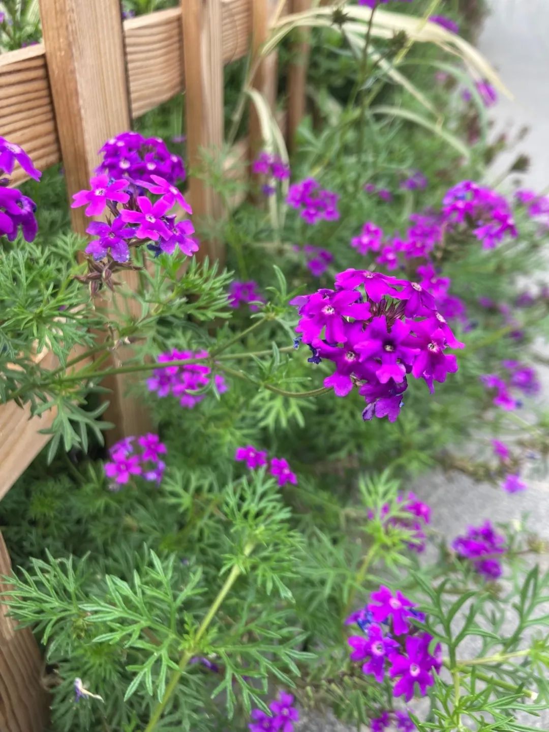 什么草花好看又好养还抗冻,好看又好养的草花名单