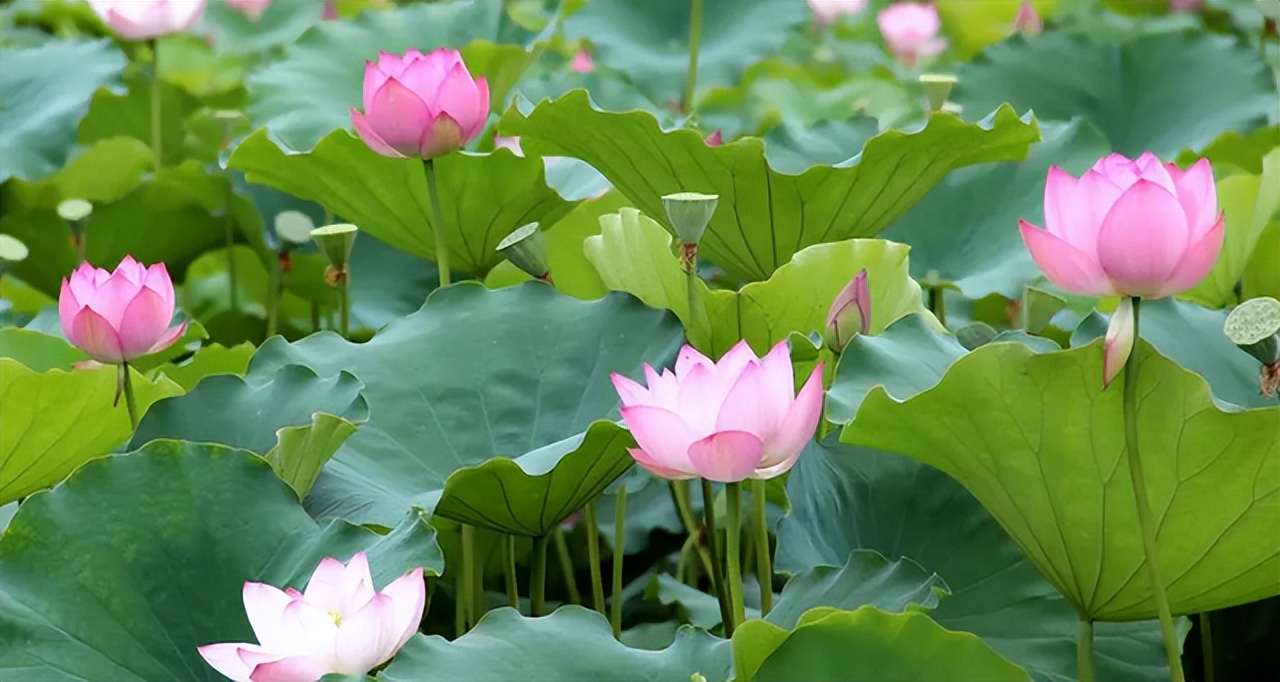 夏日荷花的唯美句子,荷花的唯美意境句子素材