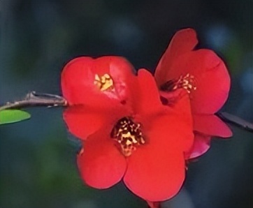 赏花何须远行带你寻觅最美秋色,赏花何须远行最美花景就在身边