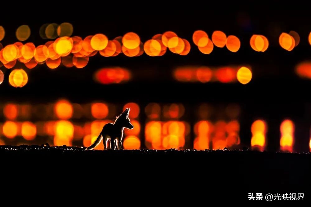 科学与艺术结合，展现自然之美——2021年世界自然摄影奖获奖作品