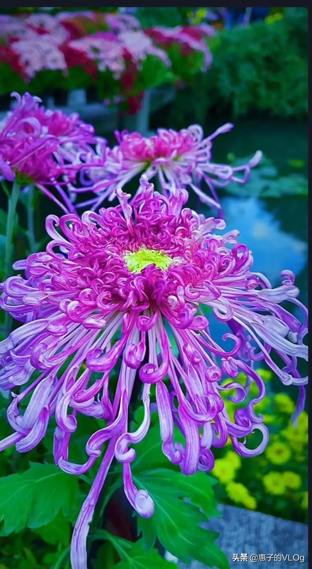 每朵花儿都有它盛开的意义,每一朵花开都有它的意义