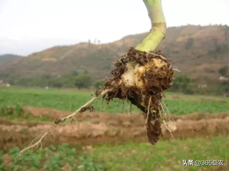 油菜根长瘤子是什么原因,油菜根部肿大是怎么回事