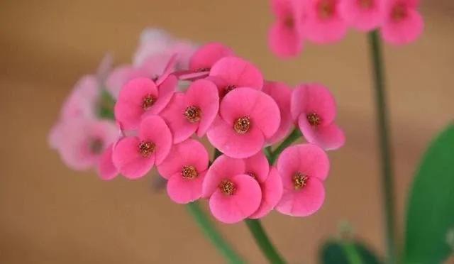 虎刺梅的养殖方法和注意事项秋冬,虎刺梅的养殖方法和注意事项有哪些