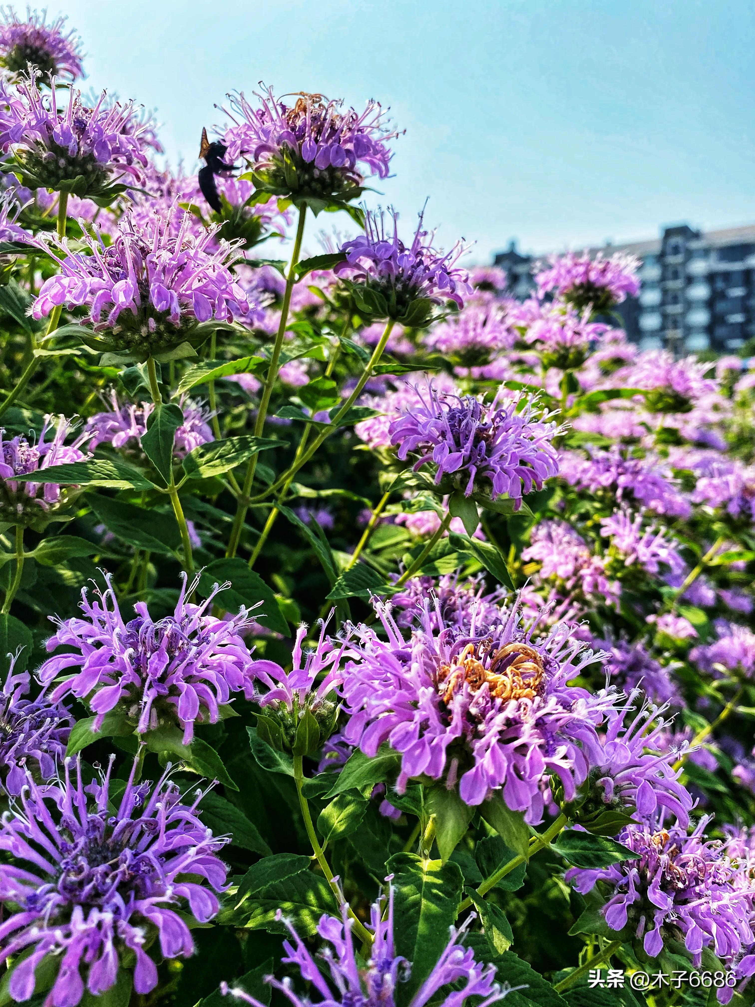 苹果味的薄荷植物,薄荷清凉可口