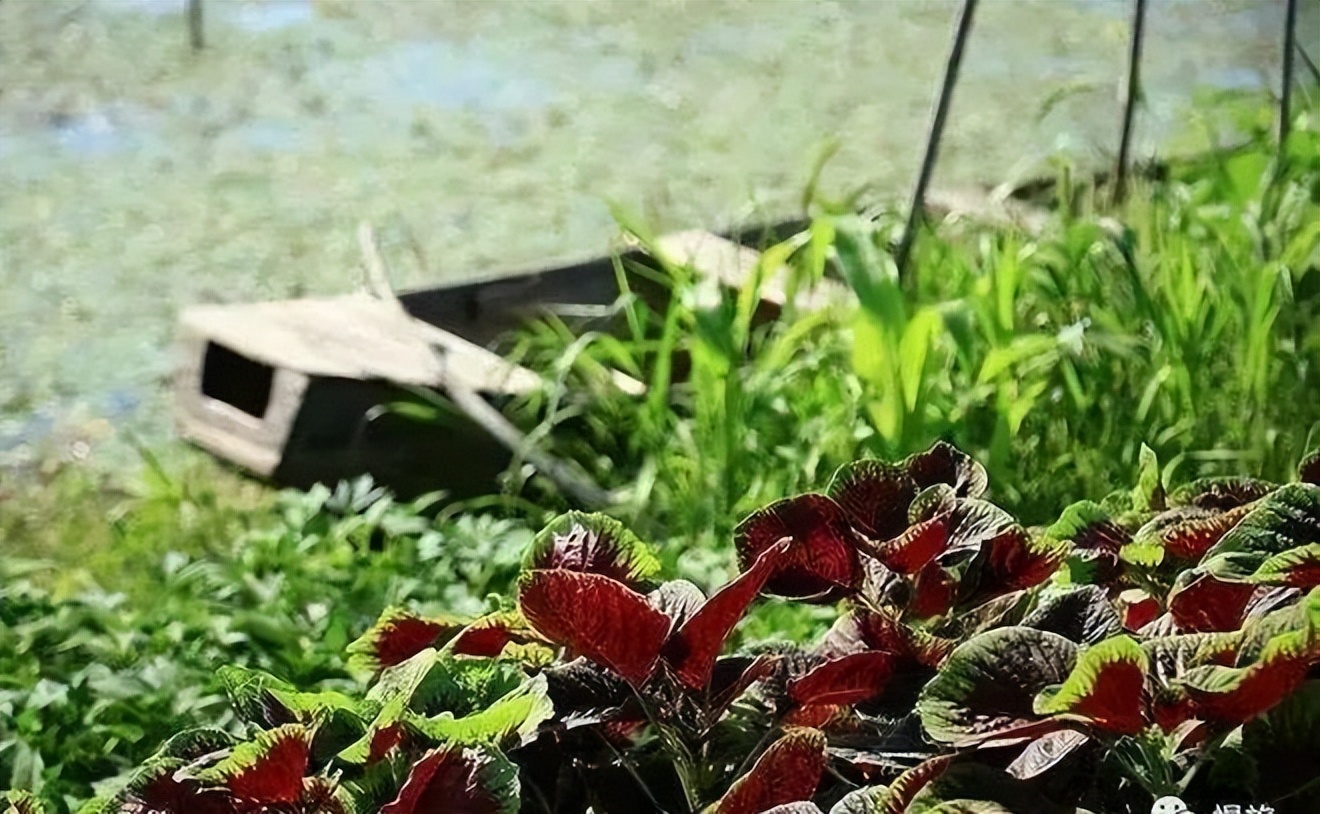 莼菜诗句,莼鲈诗词