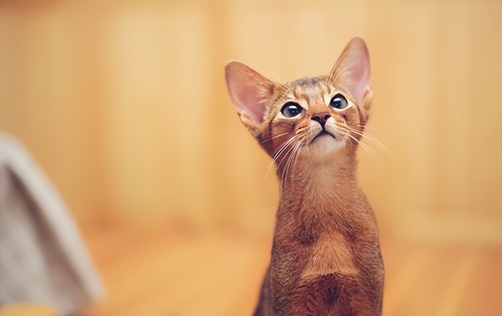 国外猫和国内猫品种,中国国猫是哪一个品种的猫