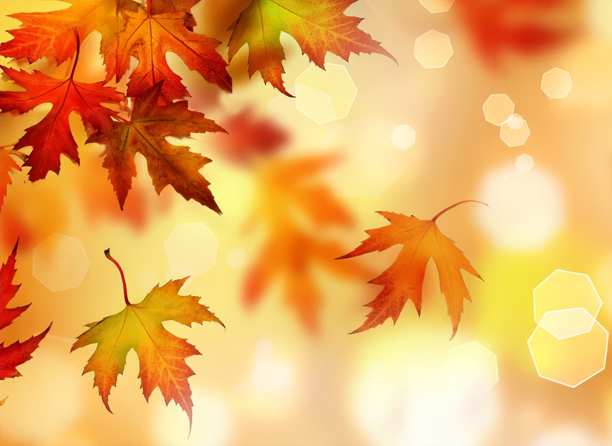 秋天老人喝什么菊花茶,老年人适合喝什么样的菊花茶