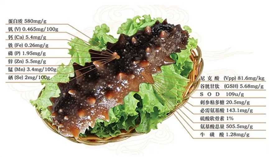 用海参下脚料造假海参 (造假的海参和真海参)