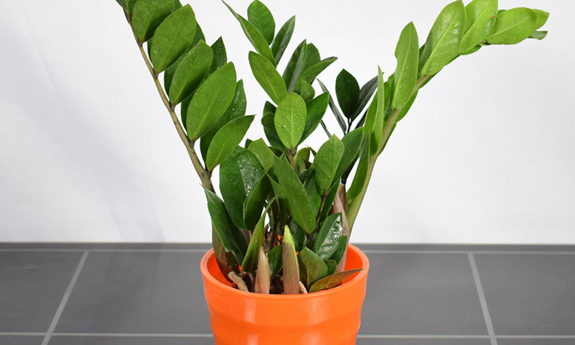 古人说门前栽3树家兴富三代,门前栽三种树方可三代富