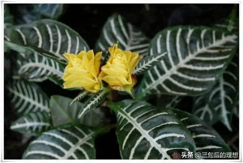 斑马绿植适合客厅的图,斑马花绿植