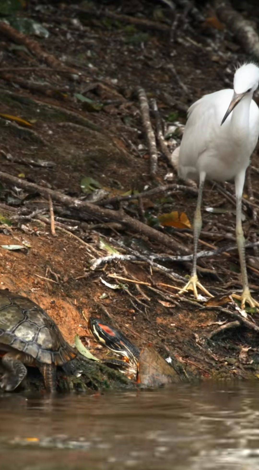 村超小摄影师是哪里人,村超5岁摄影师