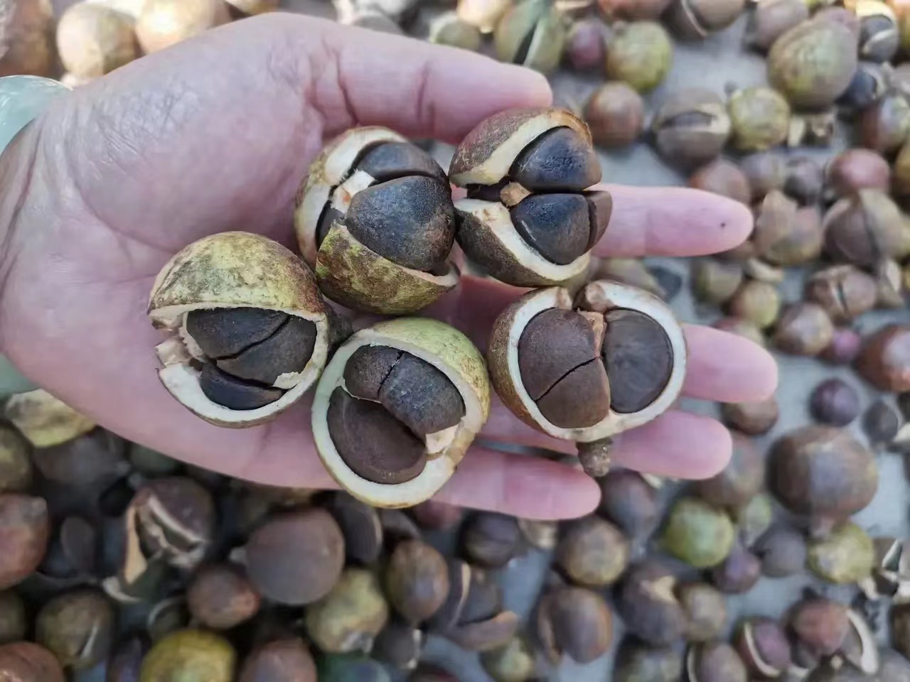 一亩地的茶树一年能收入多少钱,种一亩茶树一年的收入多少钱