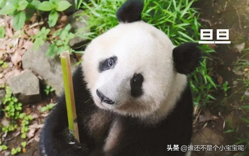 目前在国外的大熊猫有几只,大熊猫国外租借了多少只