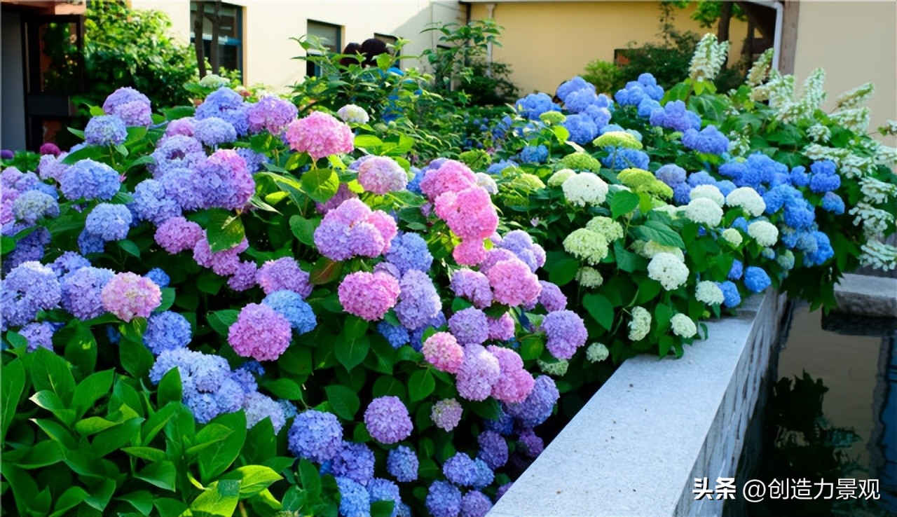 绣球花怎么浇水施肥,绣球花冬季怎么浇水最正确