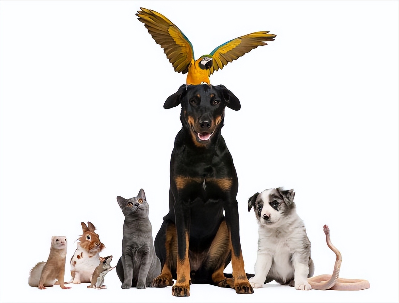 家养宠物寄生虫对人体危害,家养宠物怎么预防狂犬病