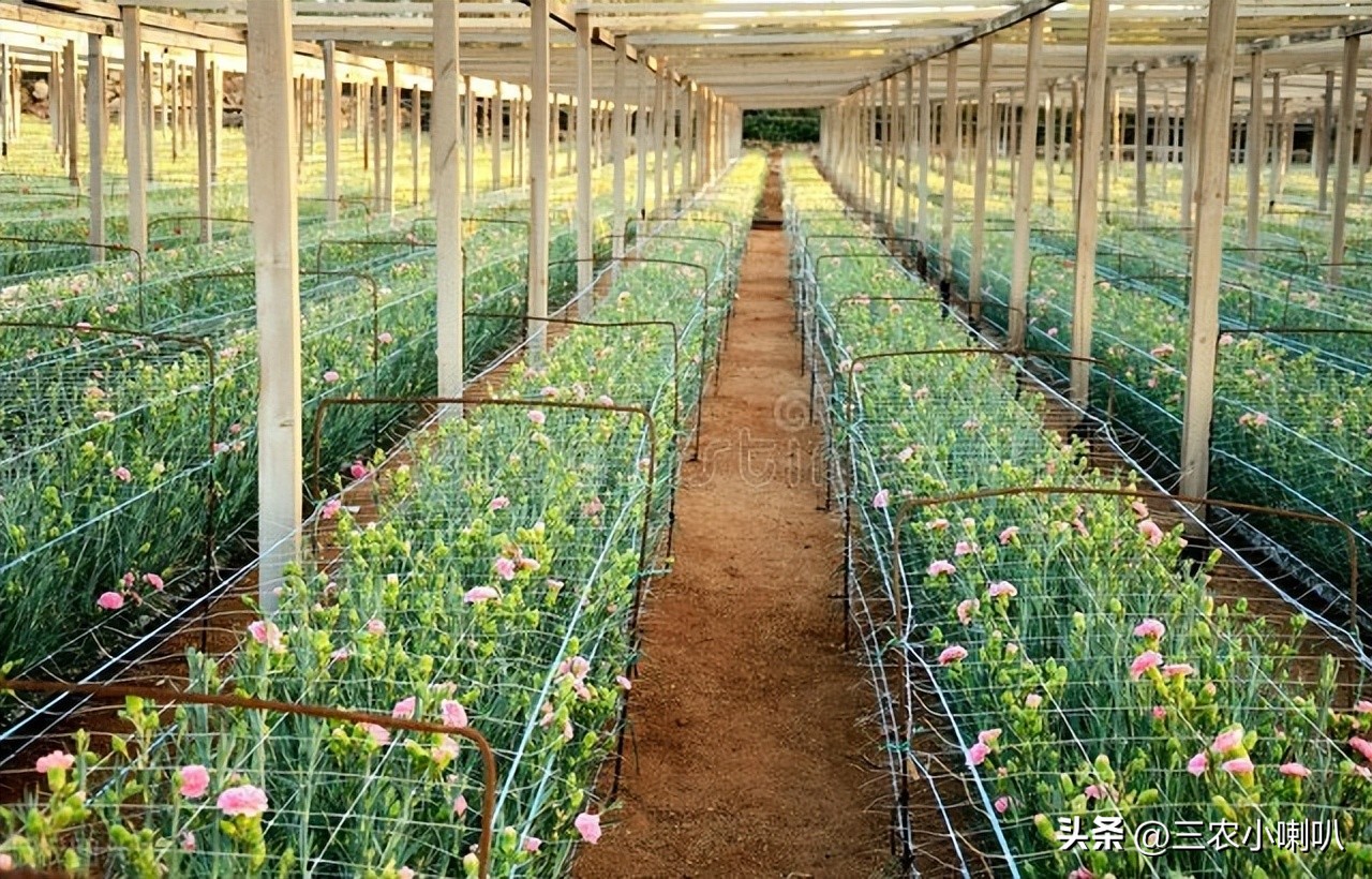 康乃馨怎么开大花,康乃馨的花越开越小怎么了