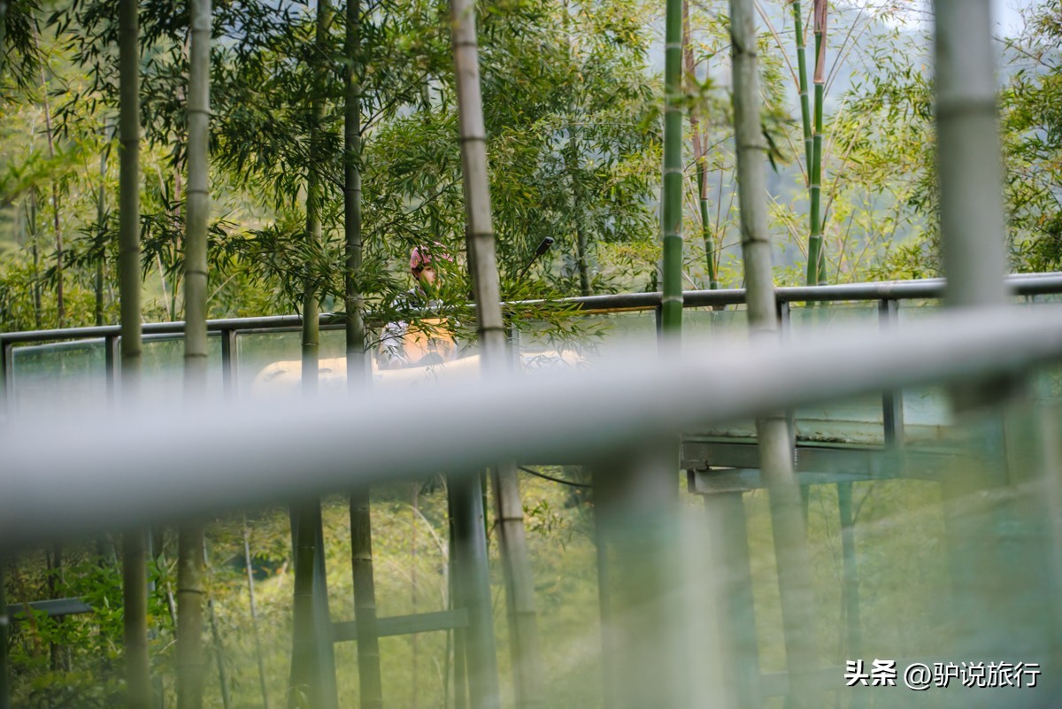 安吉宝藏酒店,安吉绿地铂骊酒店滑雪