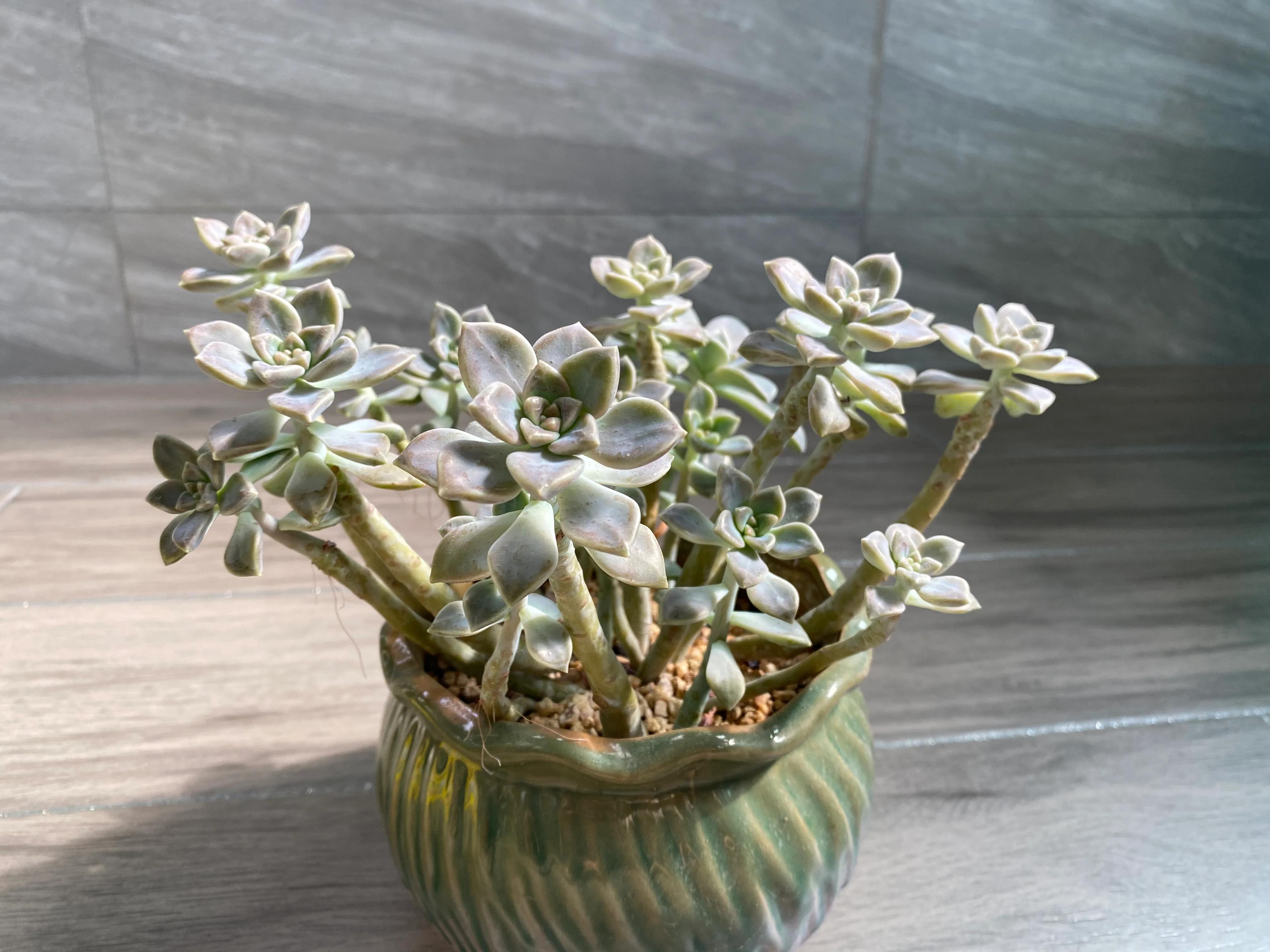 五月的颜色作文,五月的颜色对照表