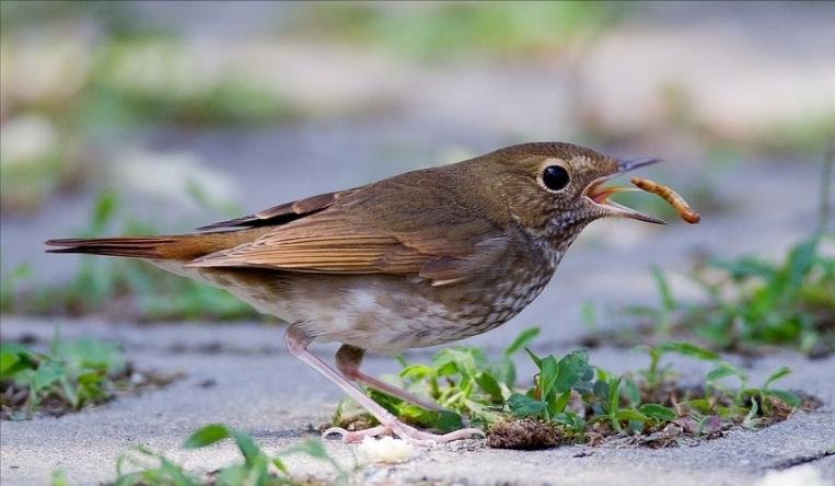 50张最佳鸟类摄影作品,鸟儿大全大图