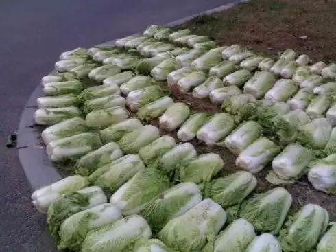 东北人冬天买白菜,盘点东北人买白菜