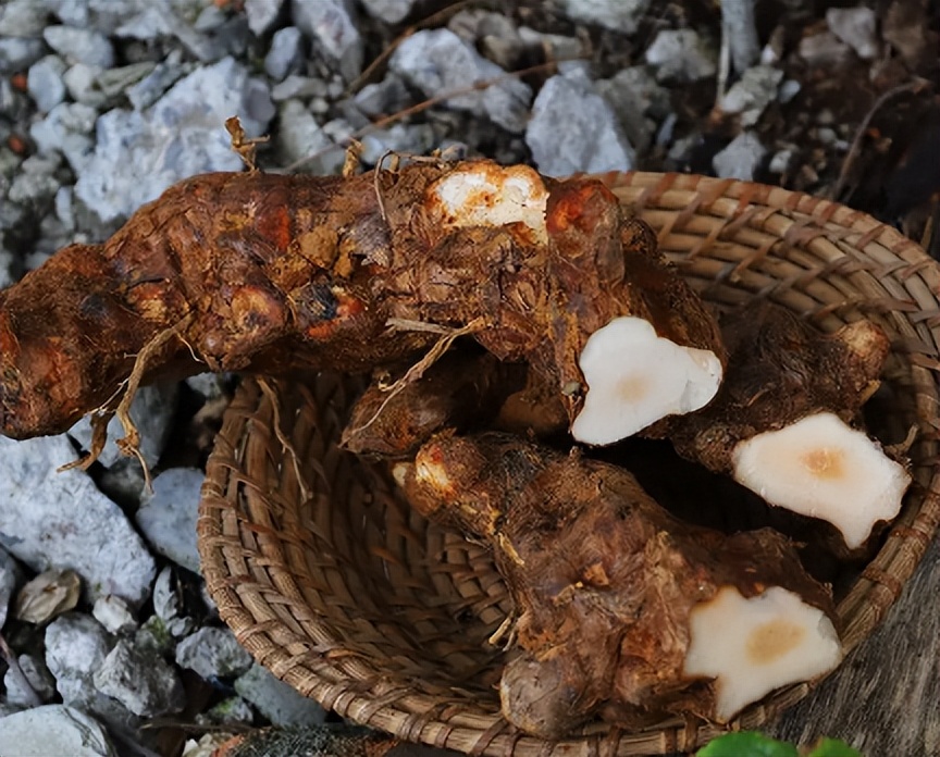 过去农村娃常挖来卖钱的6种植物，零花钱全靠它们，你认识几种