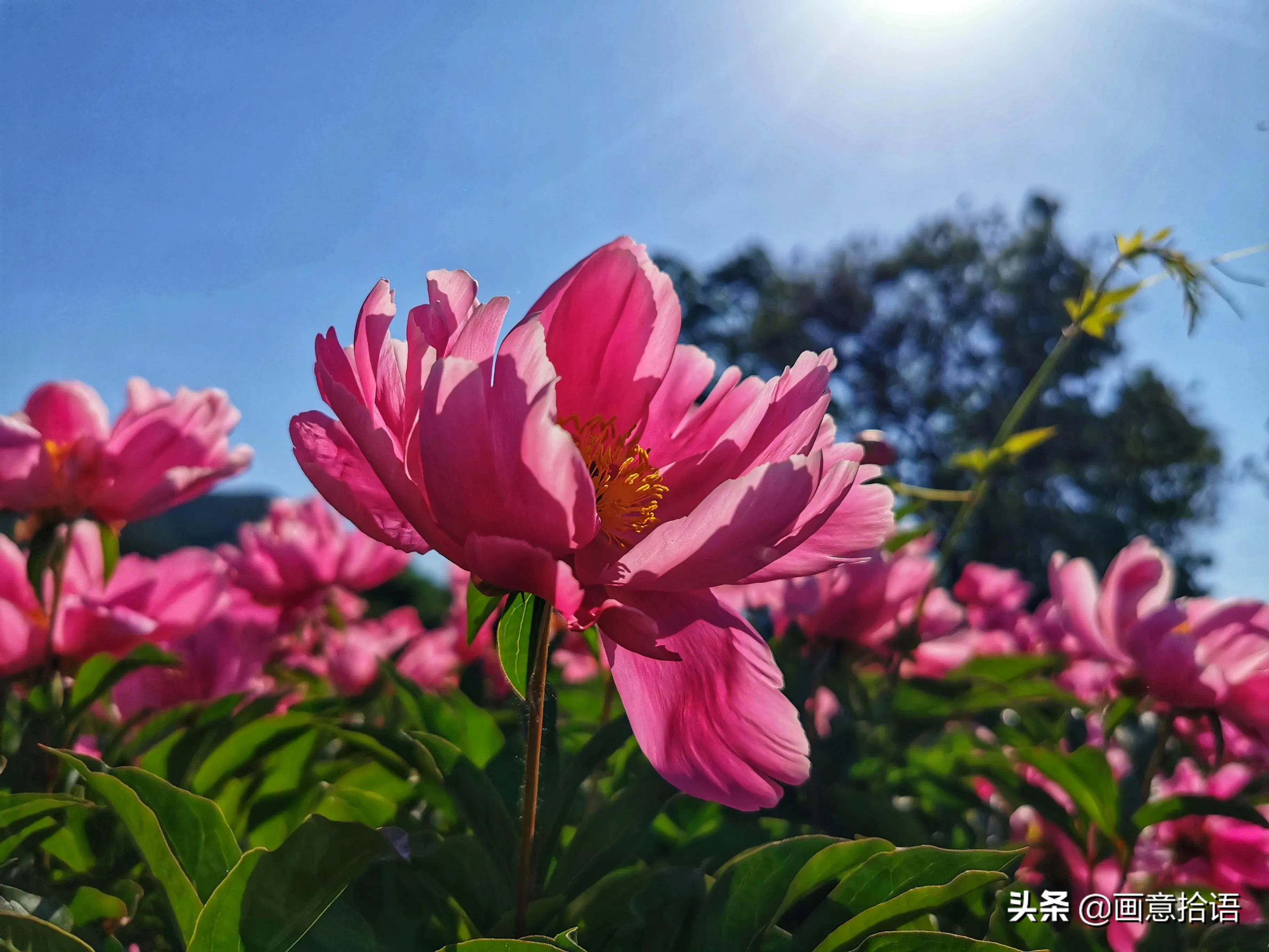 诗词鉴赏｜邀您领略春末夏初“花相之美”，您可知此花的传说故事