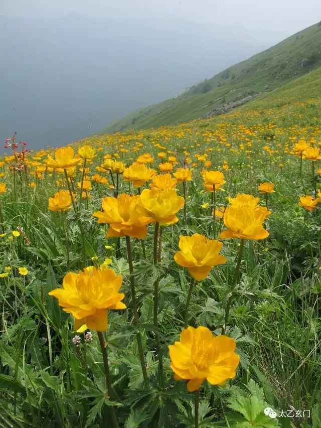 小五台山金莲花坡,小五台金莲花