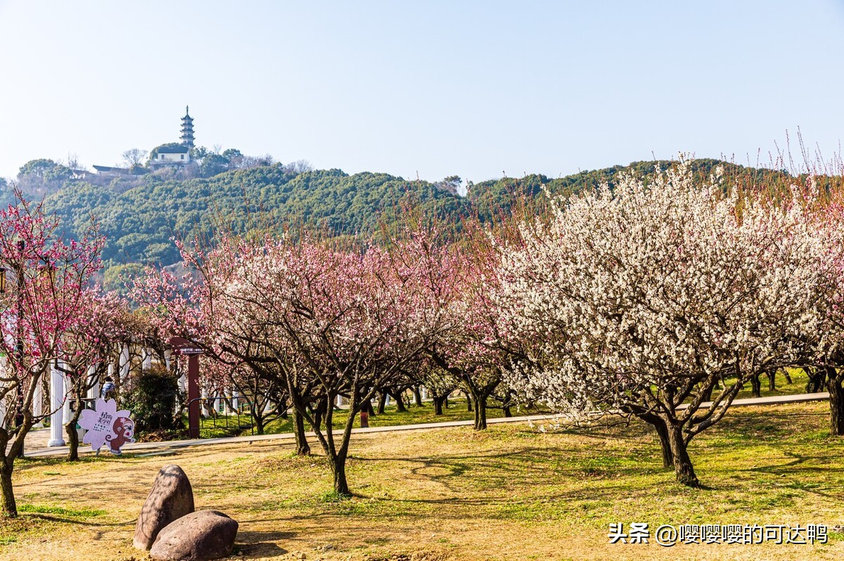 苏州春暖花开旅游攻略,苏州踏秋去哪里旅游好玩