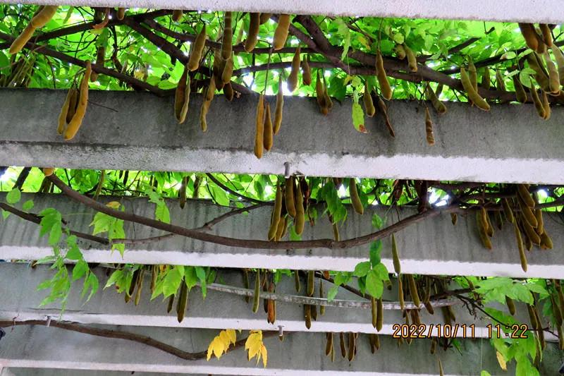 花溪小公园,美丽的花溪公园