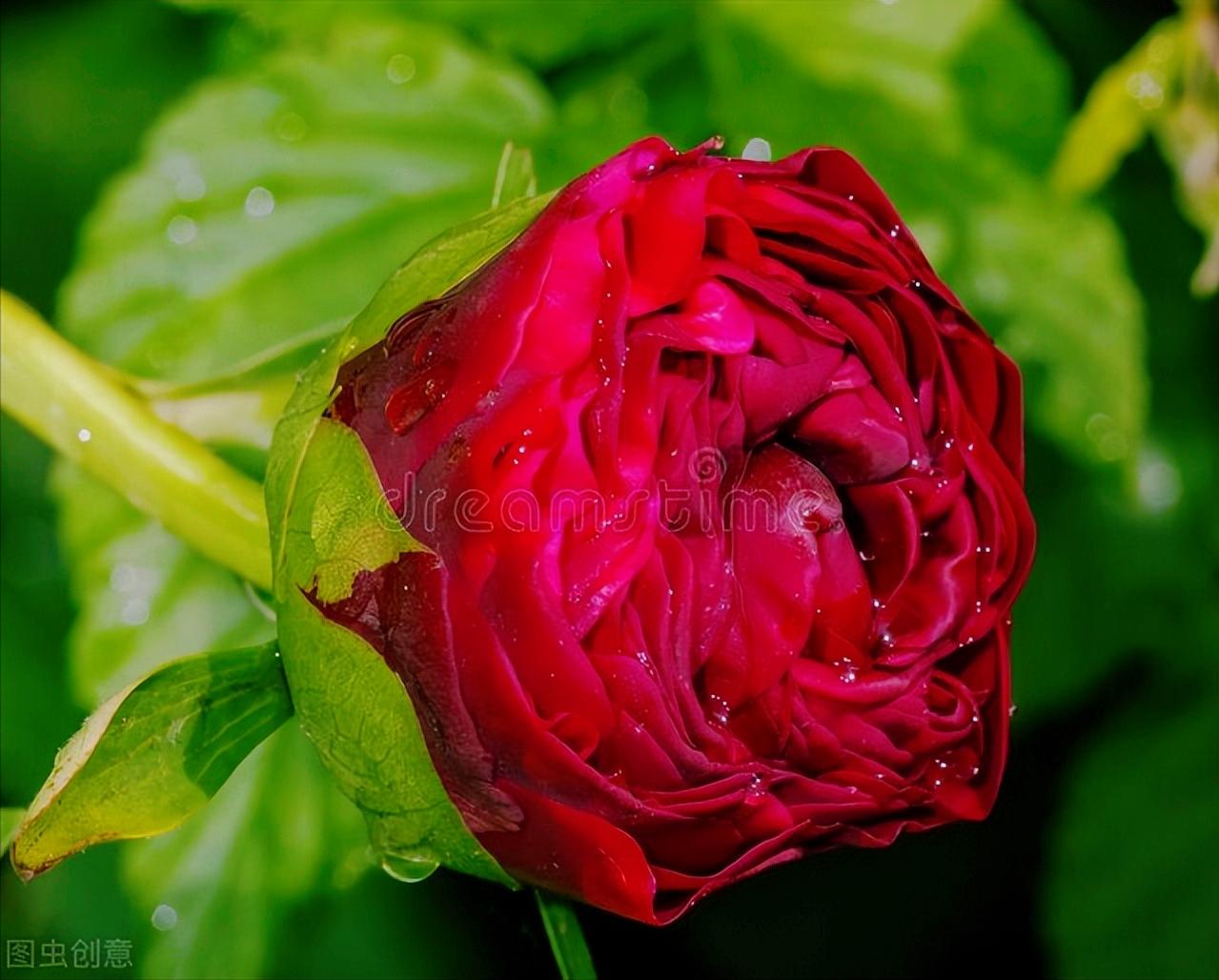 感恩母亲节祝自己节日快乐,母亲节感恩祝福词妈妈我爱你