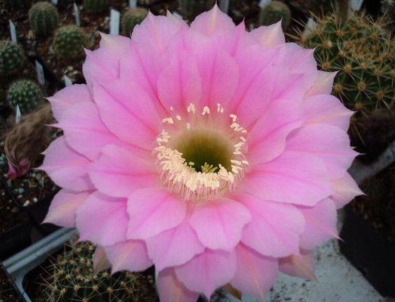 草球牡丹锦仙人球,大花彩草仙人球经典品种