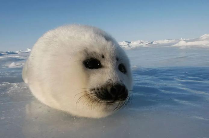 亚洲最萌动物大熊猫,国外评最可爱动物大熊猫排第三