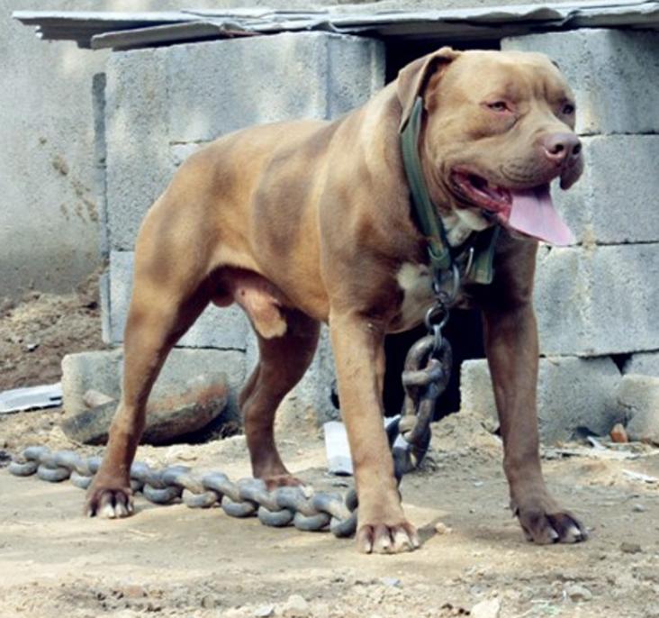 如果将40只比特犬投入非洲大草原，称霸一方还是真的活不过一周？