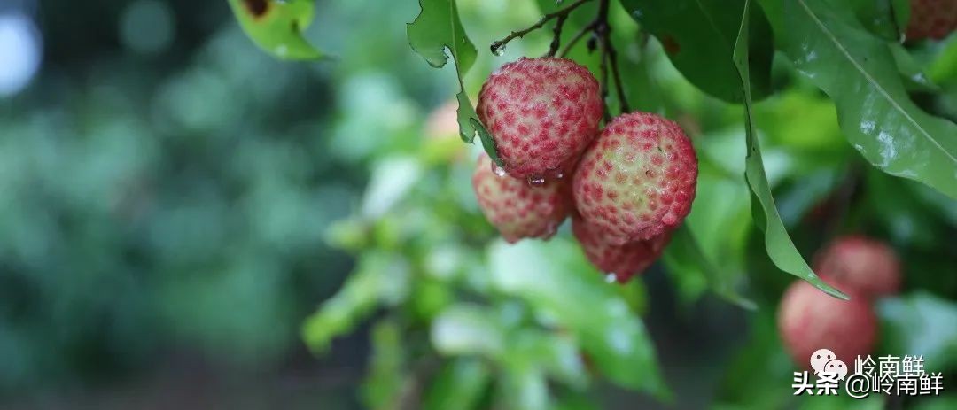 全球最好吃的荔枝在哪里,荔枝哪个品种最好吃