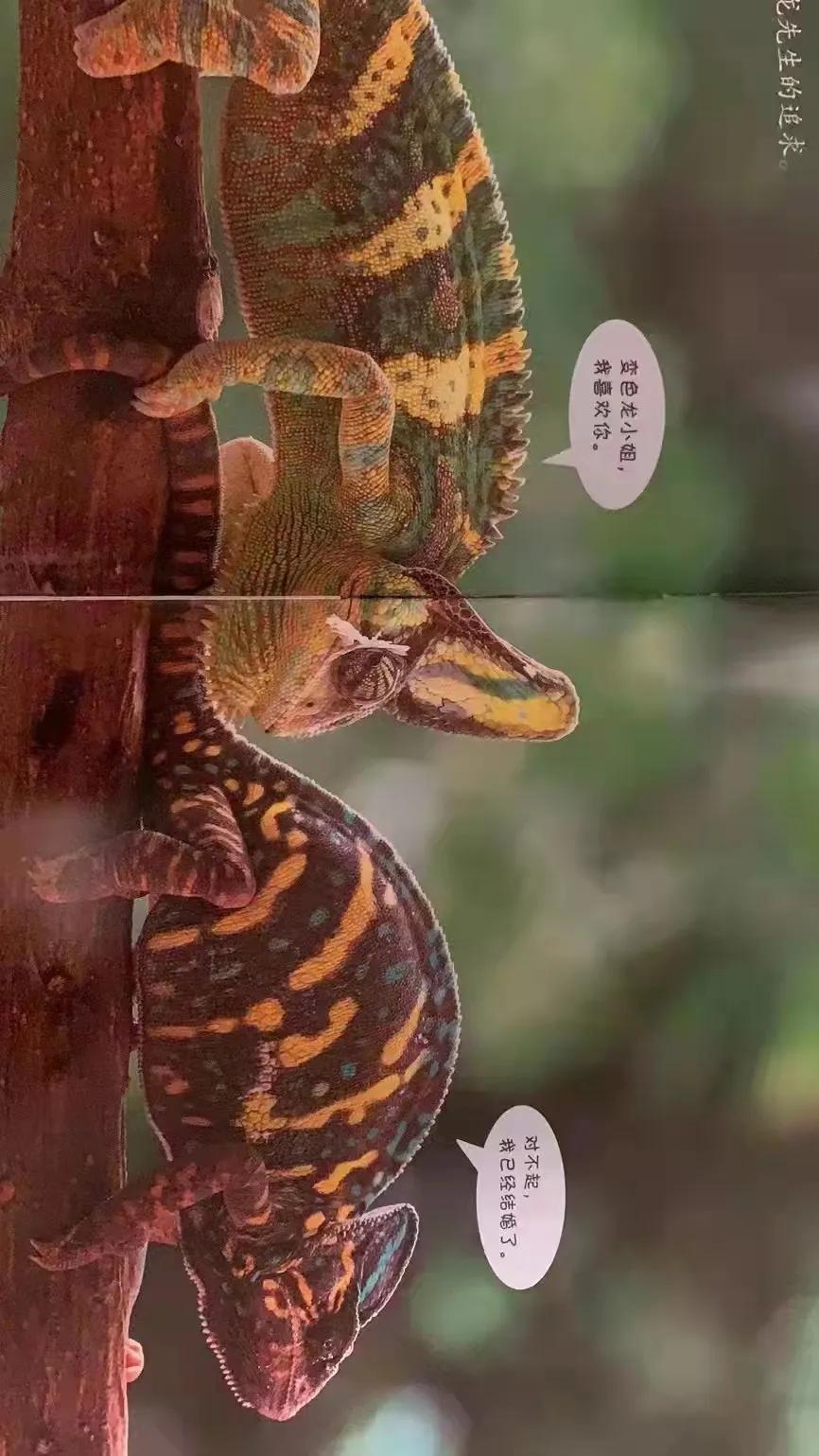 小聪仔科普版过刊值得买吗,小聪仔科普版值得买吗