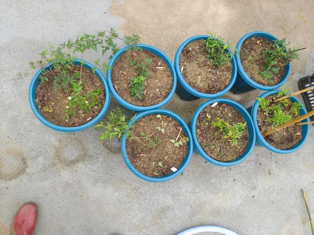 刚刚购买过来植物要怎样养,刚买的盆栽