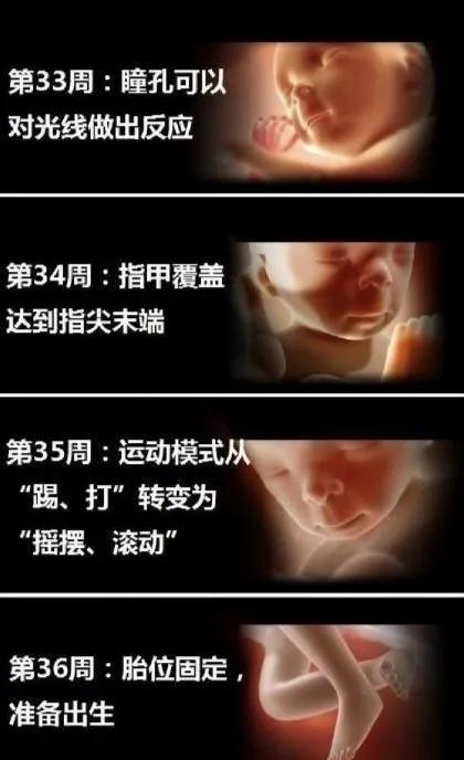 胎宝宝每个月发育全过程图,胎宝宝1到10个月变化过程