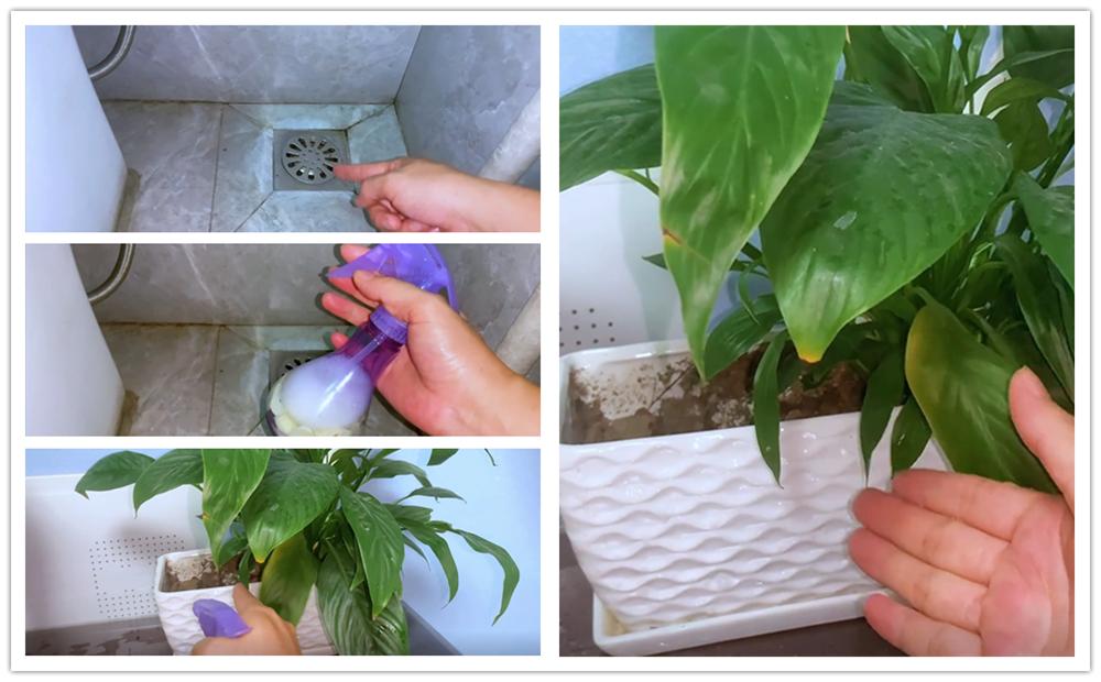 家里蟑螂少用哪种蟑螂药,家里蟑螂多不要踩