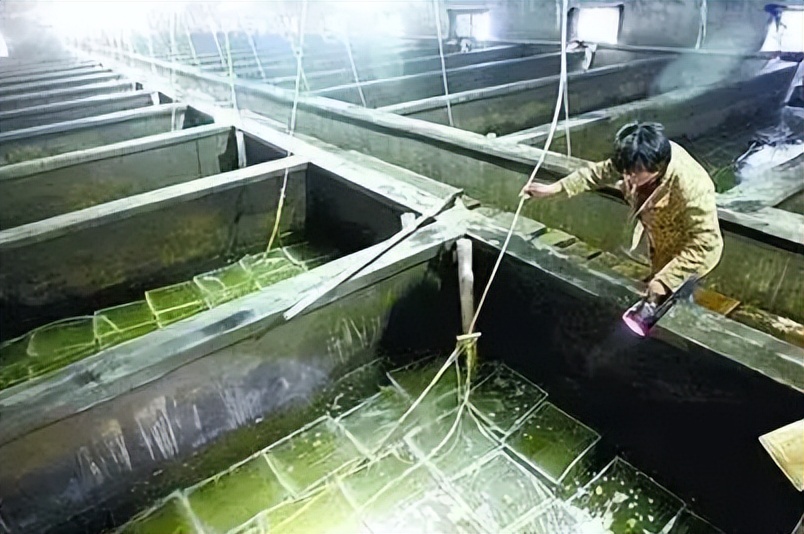 怎么样买不到假的海参,三无海参买不到